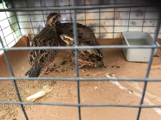 Three Bobwhite quails in a cage